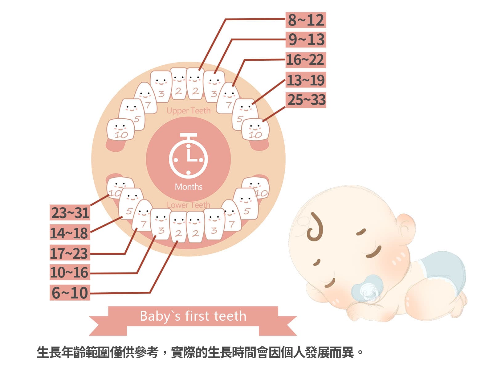 乳牙分布示意圖